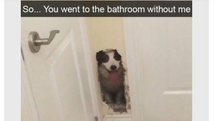 Dog poking head through hole in bathroom door, showing funny expression in a popular dog memes image.