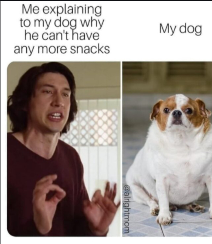Man explaining to his dog why no more snacks while the dog looks confused in a funny dog memes image.