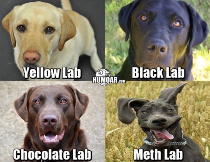 Four dogs in a meme: Yellow Lab, Black Lab, Chocolate Lab, and "M**h Lab" with funny expression.