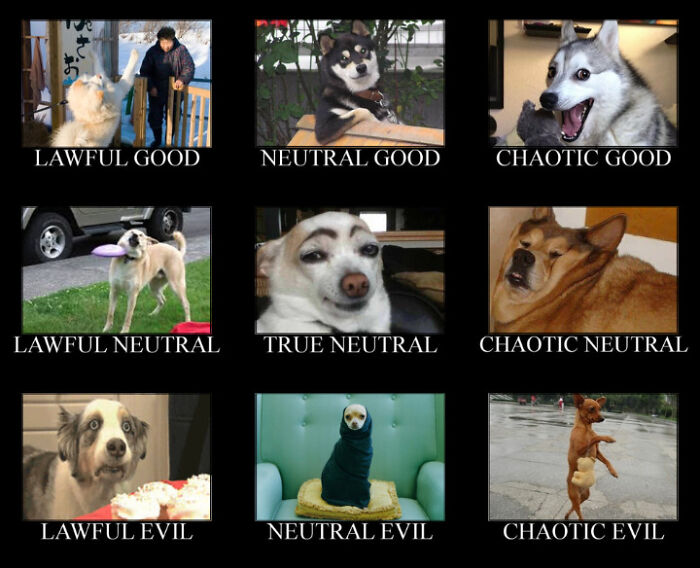 Grid of nine dog memes humorously labeled with alignment terms, showcasing funny dog expressions for dog memes SEO.