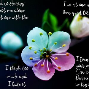 firelioness18 avatar