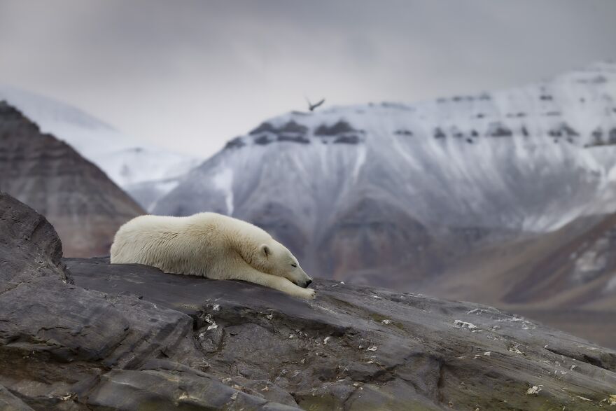 Sleepy Polar Bear