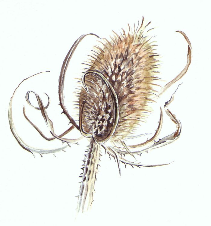 Teasel Watercolour