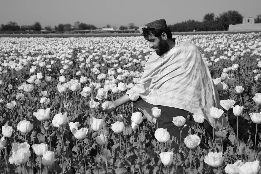 People Of The Poppy Fields