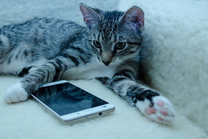 This App Translates Cats' Meows Into Words We Can Understand This App Translates Cats' Meows Into Words We Can Understand