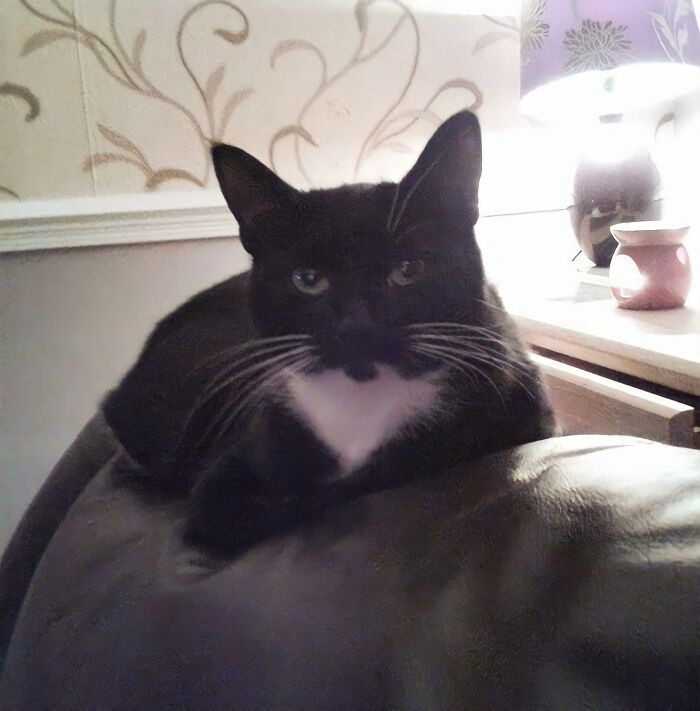 Owner Put A Tracker On Her Cat And Discovered She Has Been Visiting 5 Houses