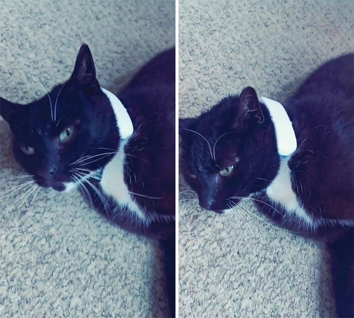 Owner Put A Tracker On Her Cat And Discovered She Has Been Visiting 5 Houses