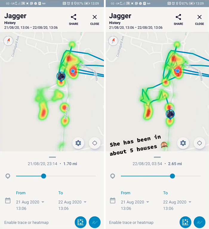Owner Put A Tracker On Her Cat And Discovered She Has Been Visiting 5 Houses