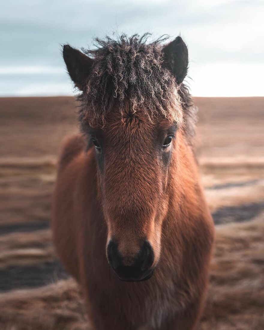 Icelandic Horse World, Iceland
