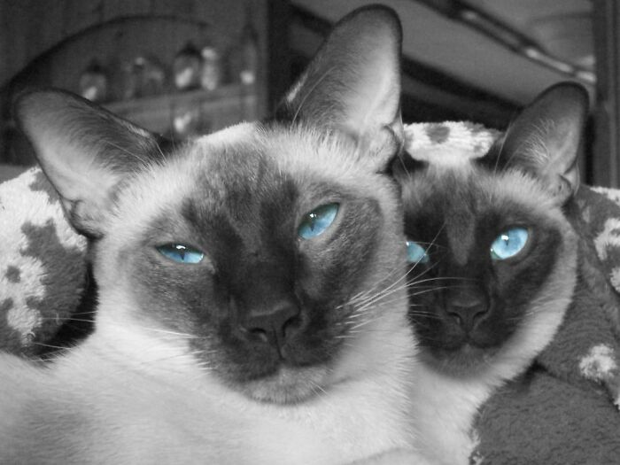 Siblings Sammy & Lucy. I'm No Photographer By Any Means, But This Is My Favorite Picture I've Ever Taken, Especially Since They Usually Don't Hang Out This Close Together. You Can See How Laid Back Sammy Is And How Focused Lucy Is. This Captures Their Personalities To A T.