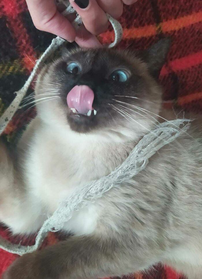 Her Name Is Fatima And She Loves Shoelaces