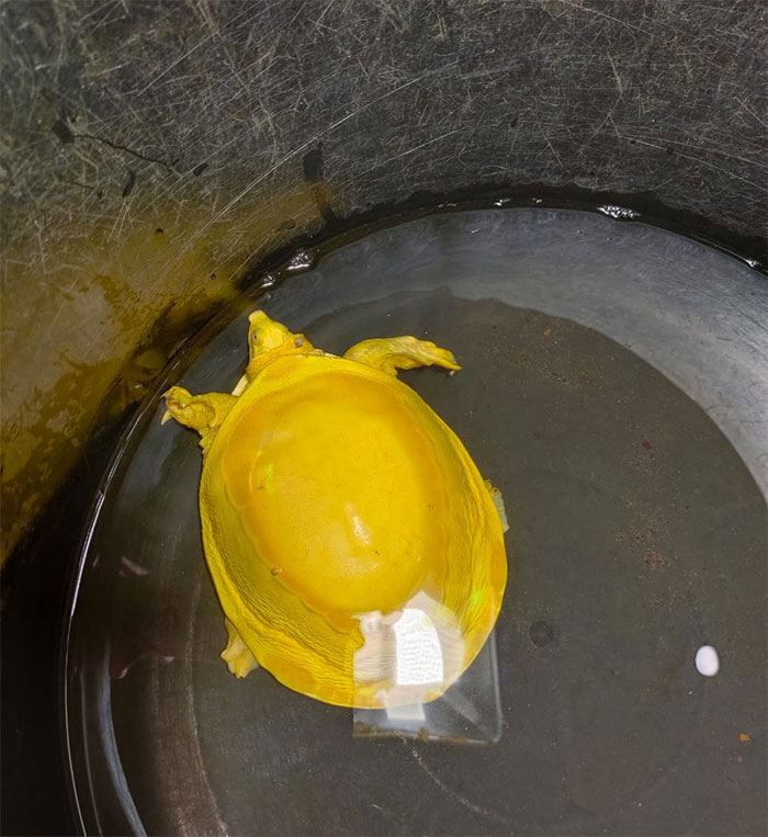 Extremely Rare Albino Turtle Was Found In India And It Looks Like A Slice Of Melted Cheese