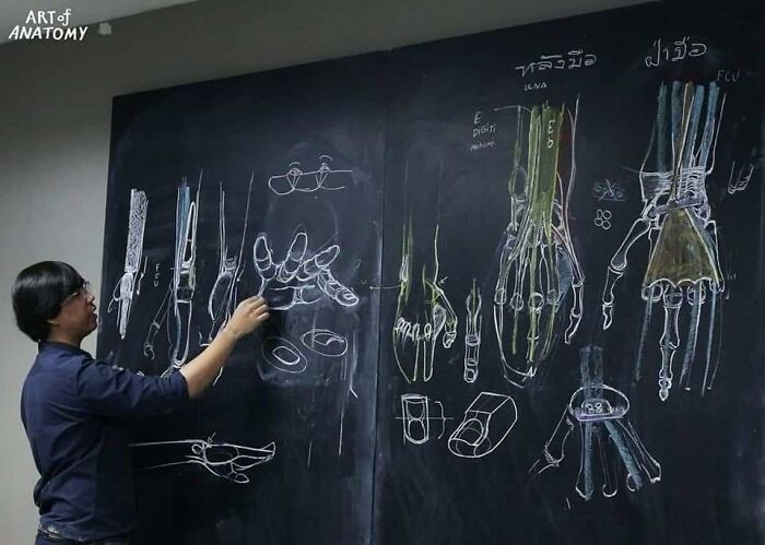 Pics From This Anatomical Drawing Class In Thailand Are Going Viral Pics From This Anatomical Drawing Class In Thailand Are Going Viral