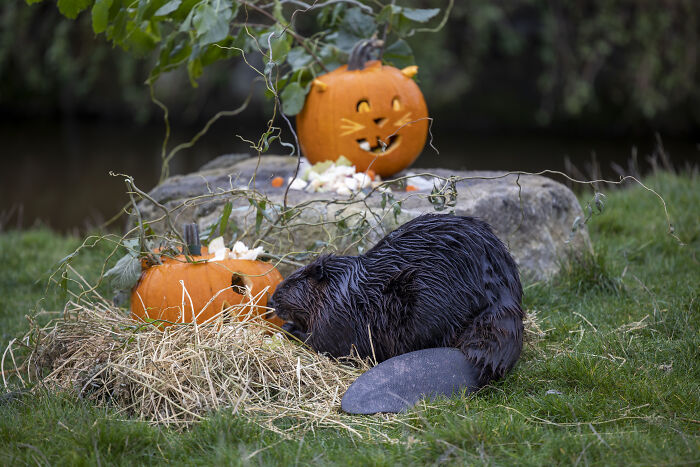 This Animal Park In Belgium Decided To Surprise Its Animals With Halloween-Themed Treats This Animal Park In Belgium Decided To Surprise Its Animals With Halloween-Themed Treats