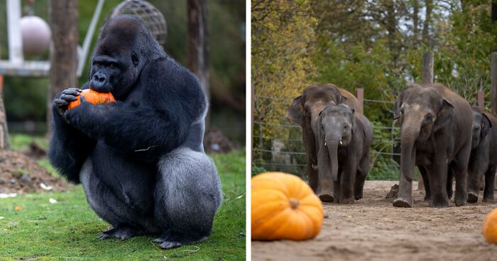This Animal Park In Belgium Decided To Surprise Its Animals With Halloween-Themed Treats