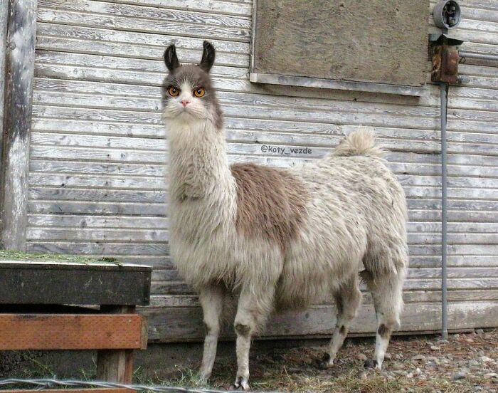 Animals-Photoshopped-Cats-Koty-Vezde-Galina-Bugaevskaya