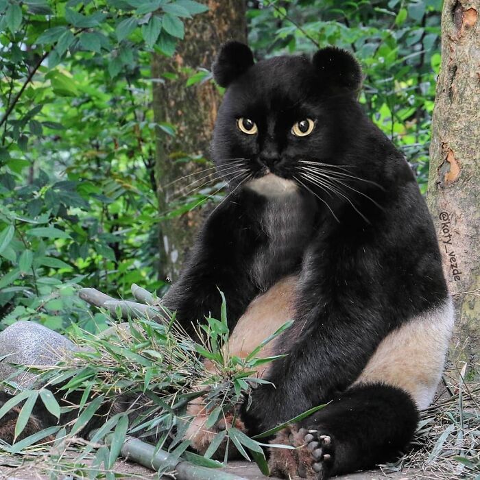 Animals-Photoshopped-Cats-Koty-Vezde-Galina-Bugaevskaya