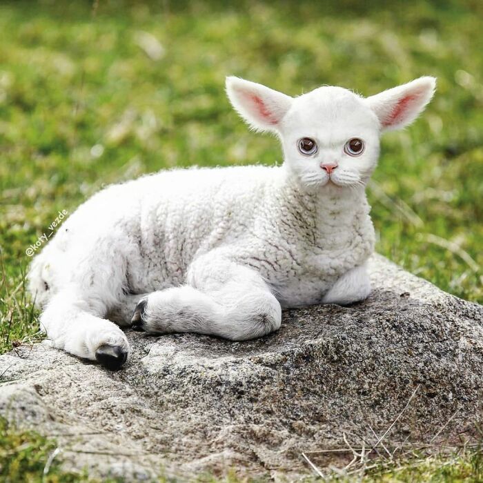 Animals-Photoshopped-Cats-Koty-Vezde-Galina-Bugaevskaya