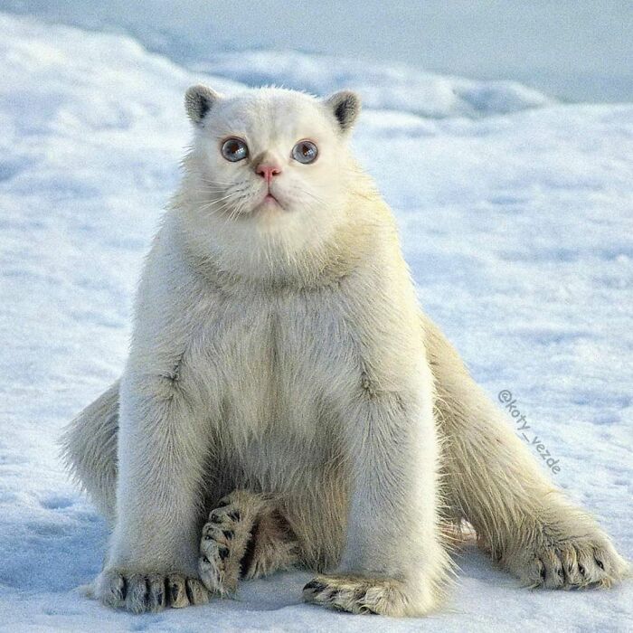 Animals-Photoshopped-Cats-Koty-Vezde-Galina-Bugaevskaya