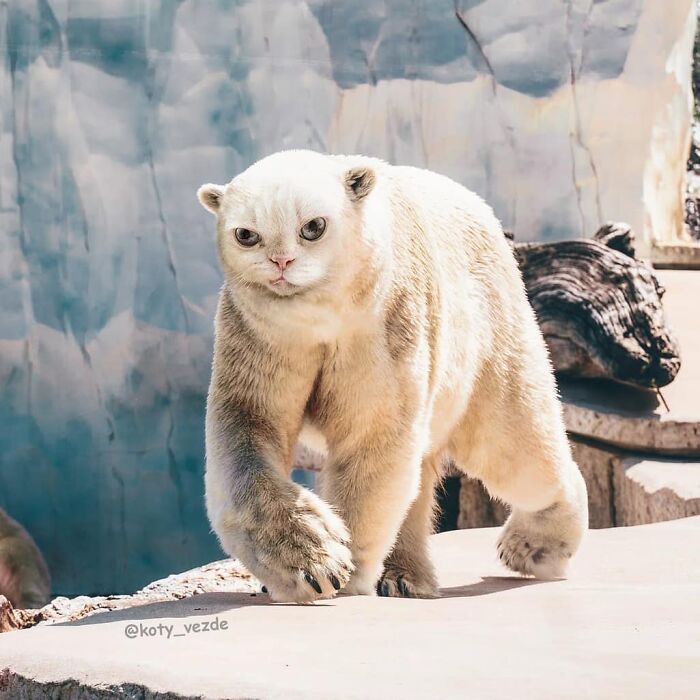 Animals-Photoshopped-Cats-Koty-Vezde-Galina-Bugaevskaya