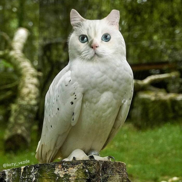 Animals-Photoshopped-Cats-Koty-Vezde-Galina-Bugaevskaya