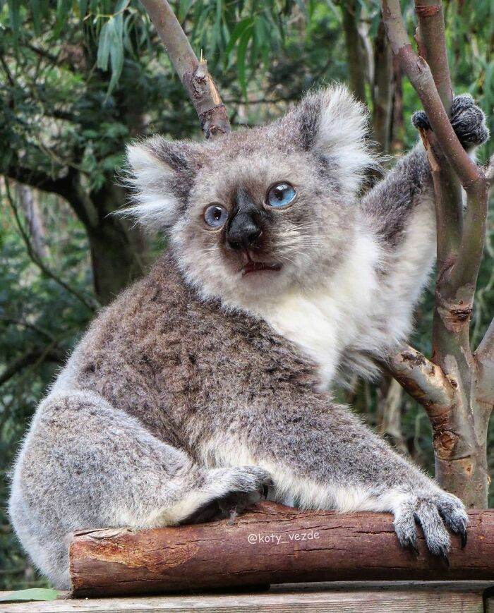 Animals-Photoshopped-Cats-Koty-Vezde-Galina-Bugaevskaya