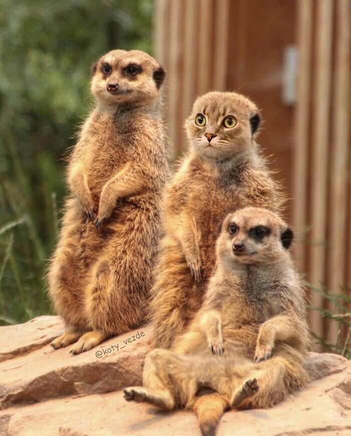 Animals-Photoshopped-Cats-Koty-Vezde-Galina-Bugaevskaya