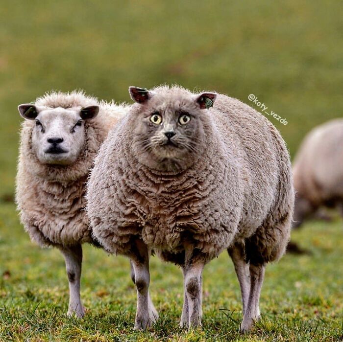 Animals-Photoshopped-Cats-Koty-Vezde-Galina-Bugaevskaya