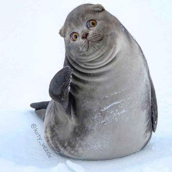 Animals-Photoshopped-Cats-Koty-Vezde-Galina-Bugaevskaya