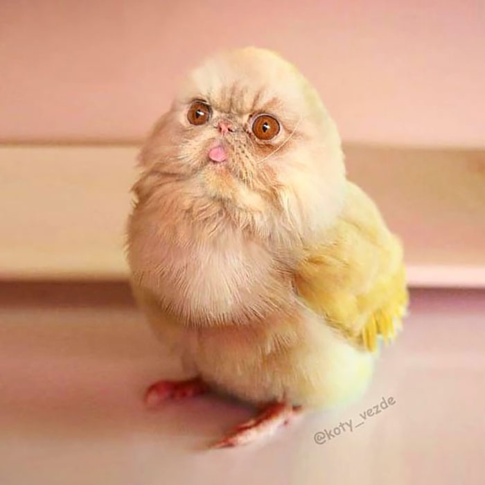 Animals-Photoshopped-Cats-Koty-Vezde-Galina-Bugaevskaya