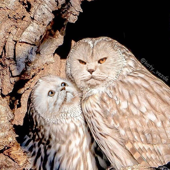 Animals-Photoshopped-Cats-Koty-Vezde-Galina-Bugaevskaya