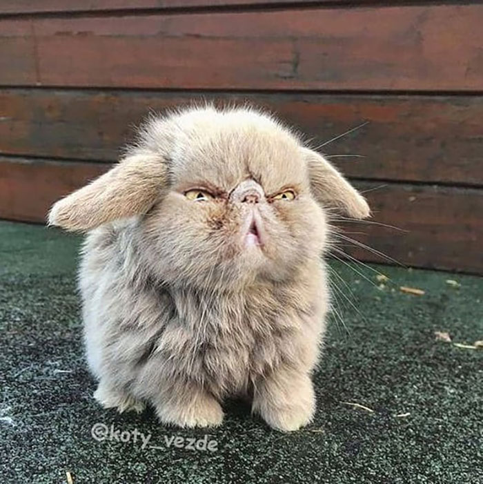 Animals-Photoshopped-Cats-Koty-Vezde-Galina-Bugaevskaya