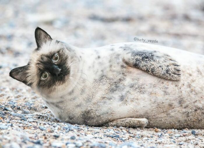 Animals-Photoshopped-Cats-Koty-Vezde-Galina-Bugaevskaya