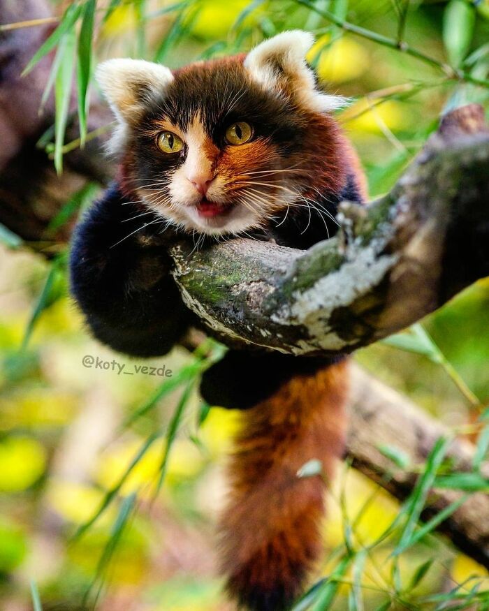 Animals-Photoshopped-Cats-Koty-Vezde-Galina-Bugaevskaya