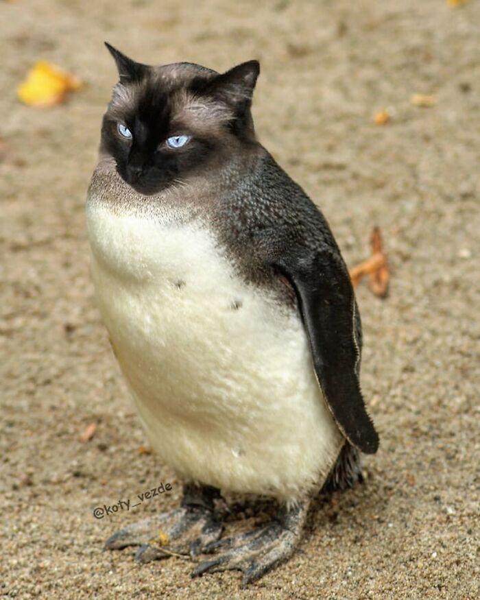 Animals-Photoshopped-Cats-Koty-Vezde-Galina-Bugaevskaya