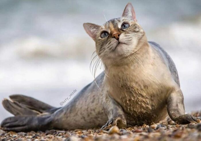 Animals-Photoshopped-Cats-Koty-Vezde-Galina-Bugaevskaya