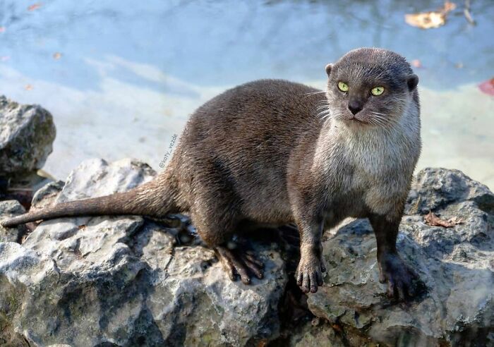 Animals-Photoshopped-Cats-Koty-Vezde-Galina-Bugaevskaya