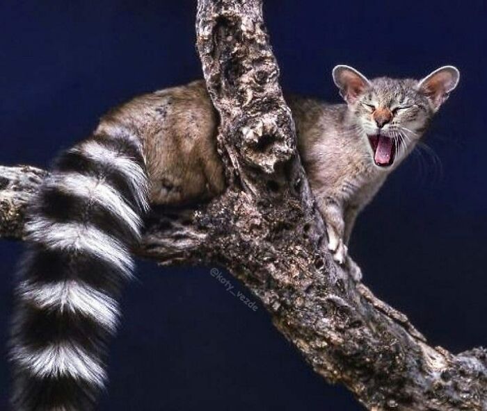 Animals-Photoshopped-Cats-Koty-Vezde-Galina-Bugaevskaya