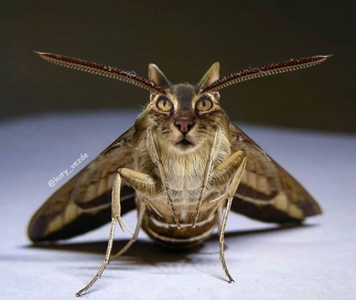 Animals-Photoshopped-Cats-Koty-Vezde-Galina-Bugaevskaya