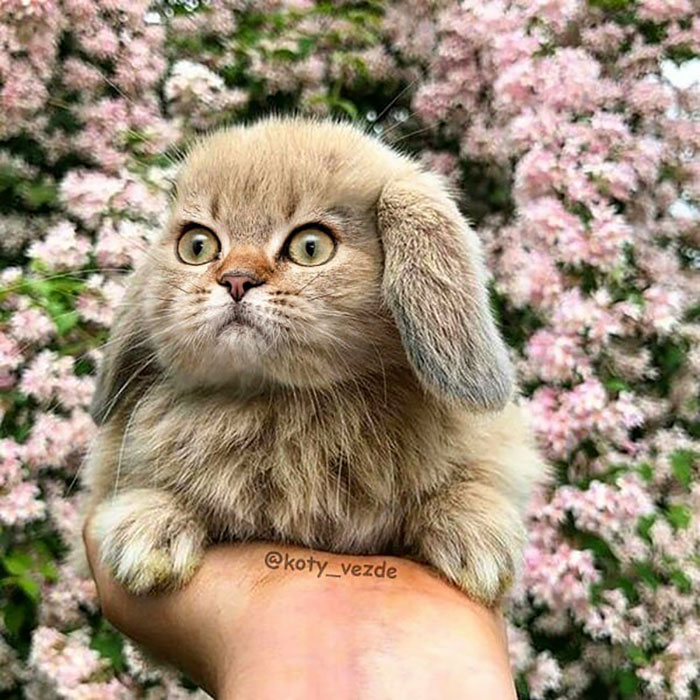 Animals-Photoshopped-Cats-Koty-Vezde-Galina-Bugaevskaya