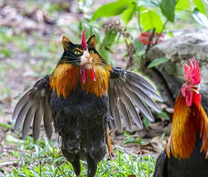 Animals-Photoshopped-Cats-Koty-Vezde-Galina-Bugaevskaya