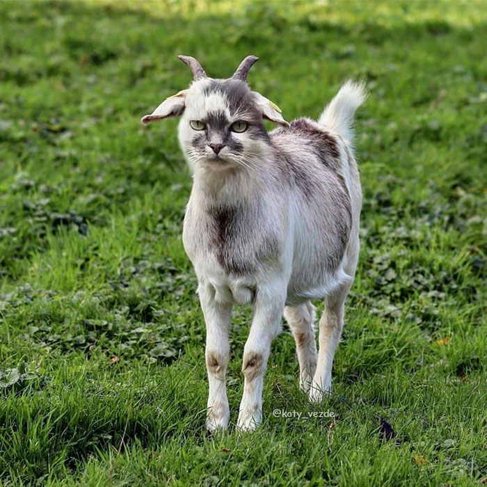 Animals-Photoshopped-Cats-Koty-Vezde-Galina-Bugaevskaya