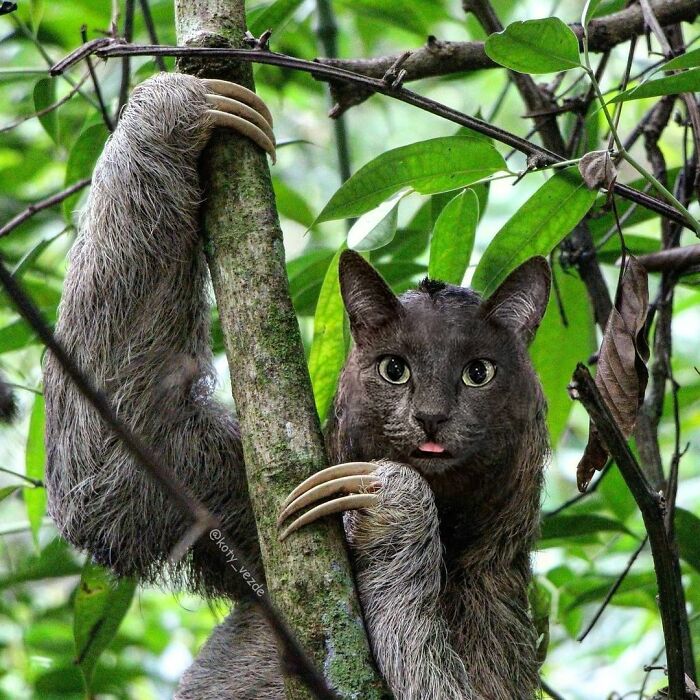 Animals-Photoshopped-Cats-Koty-Vezde-Galina-Bugaevskaya