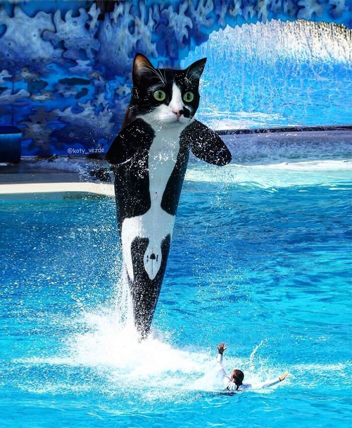 Animals-Photoshopped-Cats-Koty-Vezde-Galina-Bugaevskaya