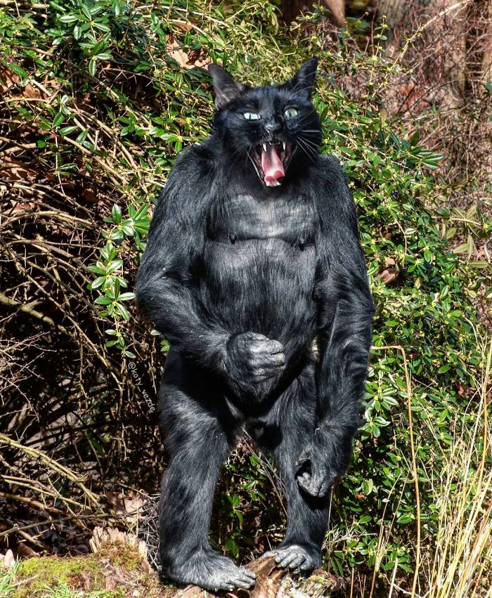 Animals-Photoshopped-Cats-Koty-Vezde-Galina-Bugaevskaya