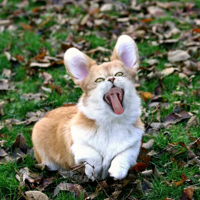 Animals-Photoshopped-Cats-Koty-Vezde-Galina-Bugaevskaya