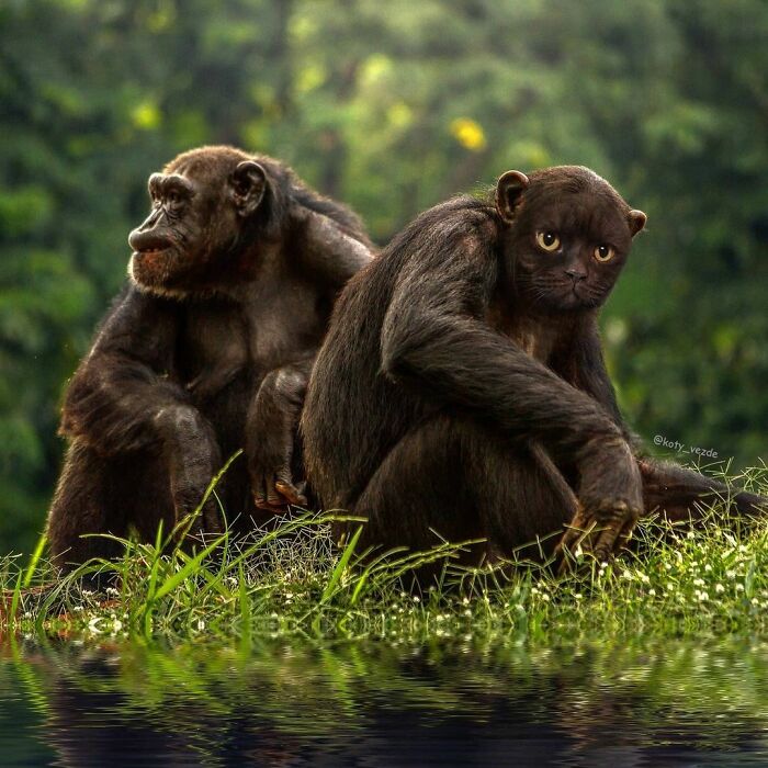 Animals-Photoshopped-Cats-Koty-Vezde-Galina-Bugaevskaya