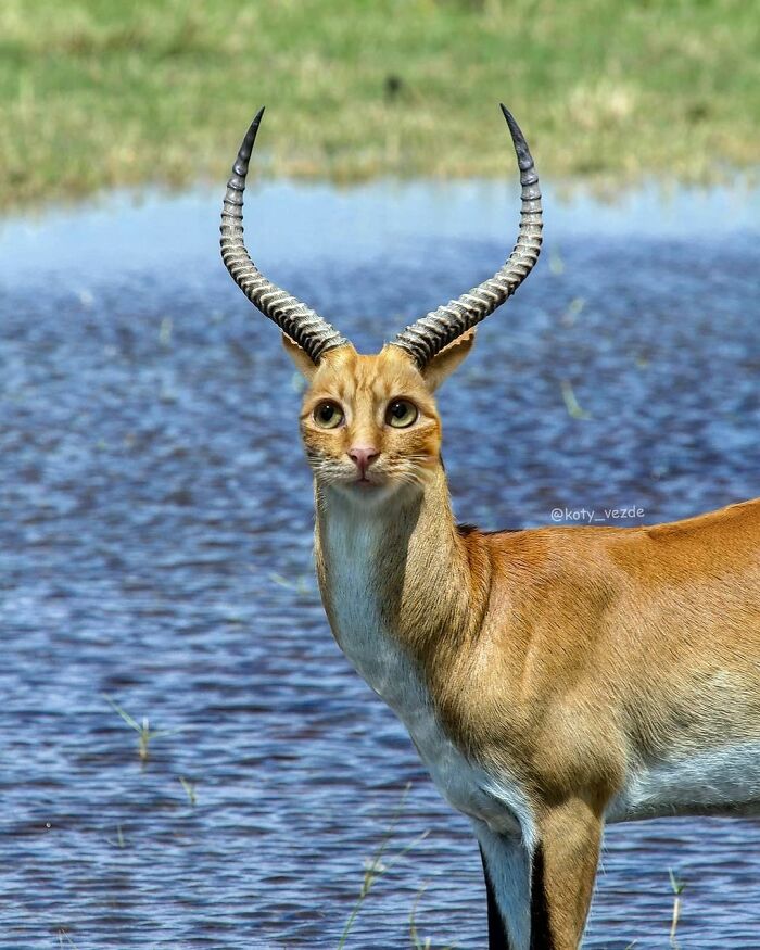 Animals-Photoshopped-Cats-Koty-Vezde-Galina-Bugaevskaya