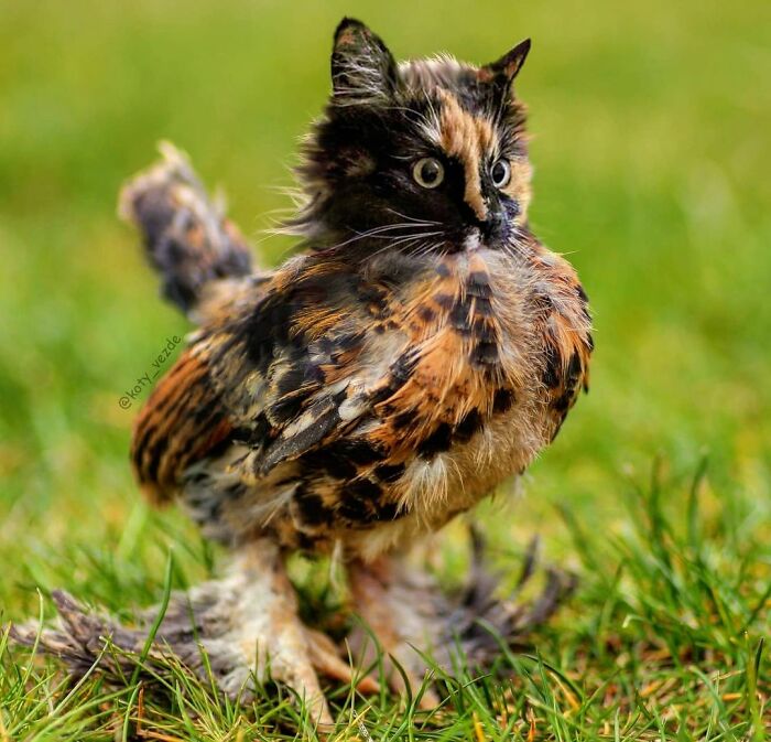 Animals-Photoshopped-Cats-Koty-Vezde-Galina-Bugaevskaya