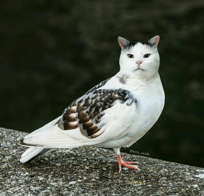 Animals-Photoshopped-Cats-Koty-Vezde-Galina-Bugaevskaya